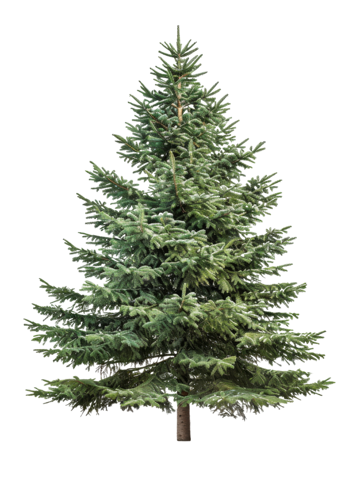 Isolated Fir Tree with Green Needles png