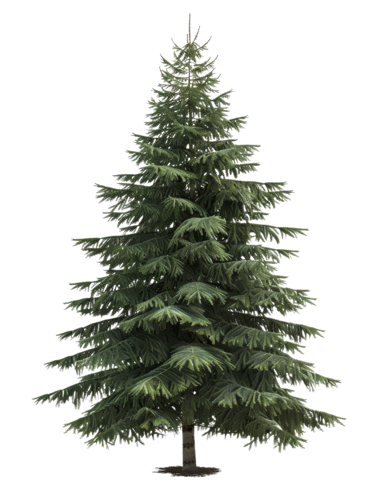 Evergreen Tree Isolated png
