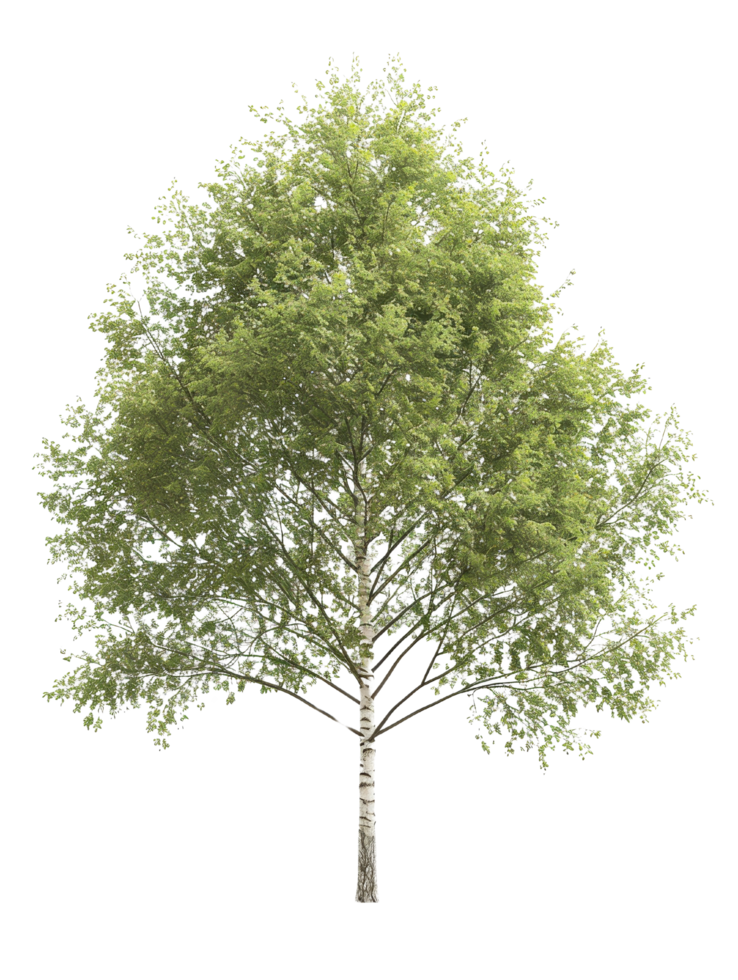 Birch Tree Isolated png