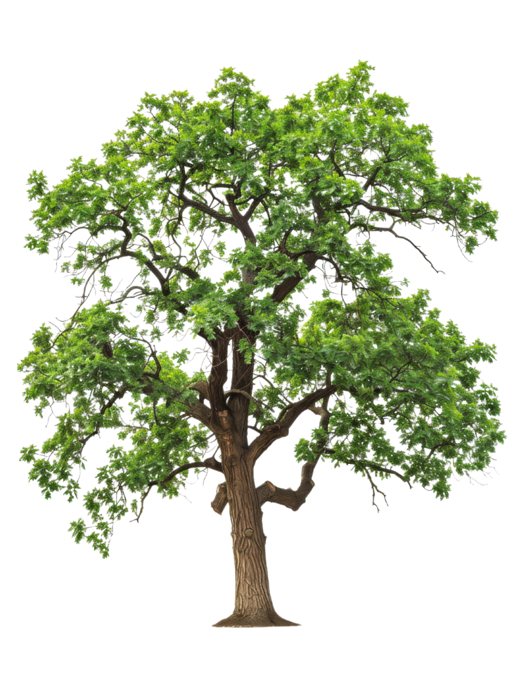 Large Green Tree Isolated png