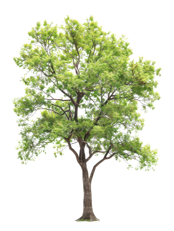 Green Tree Isolated png