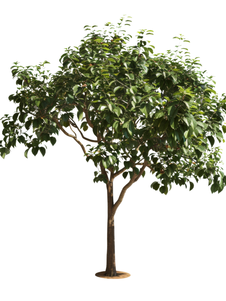 Green tree Isolated png