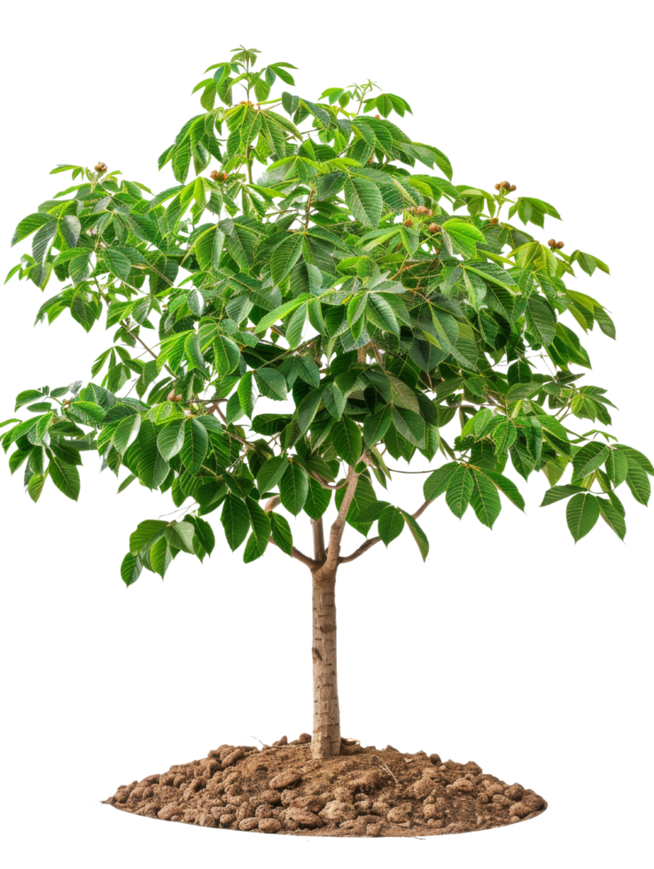 Small Tree Isolated png