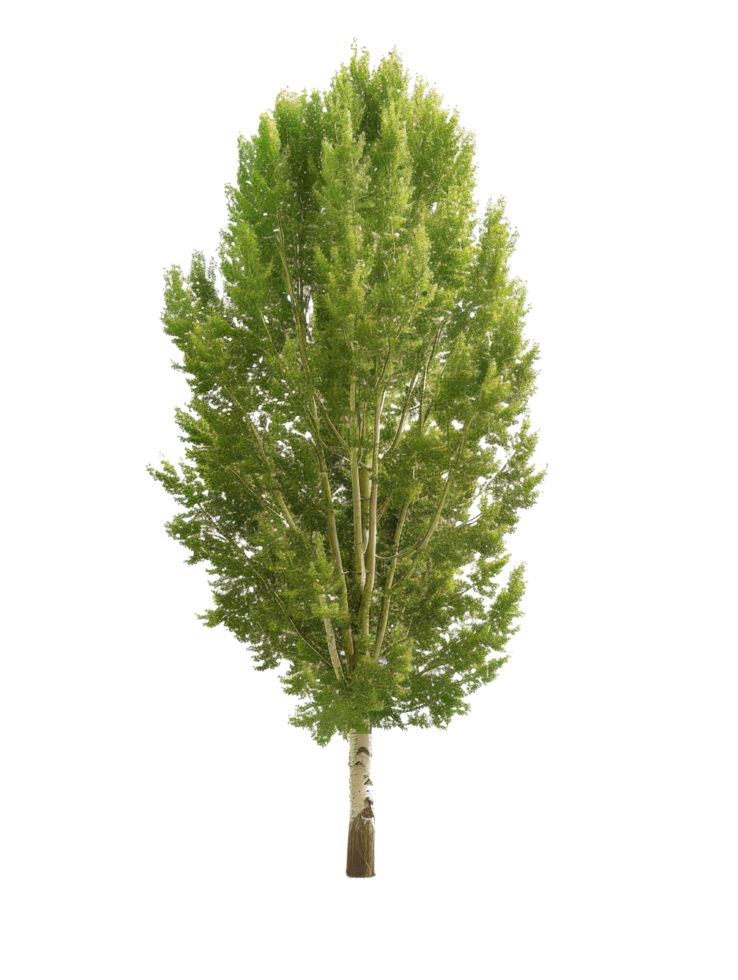 Green Birch Tree Isolated png
