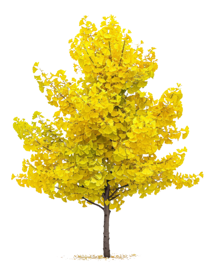 Golden Ginkgo Tree in Autumn png
