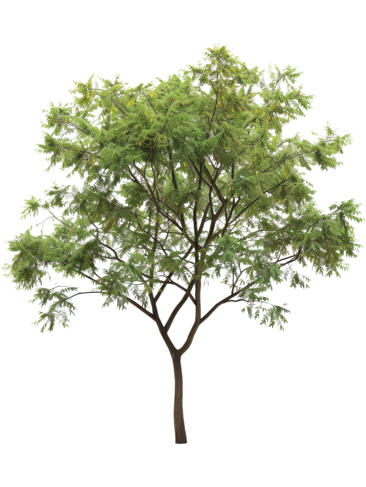 Green Tree Isolated png