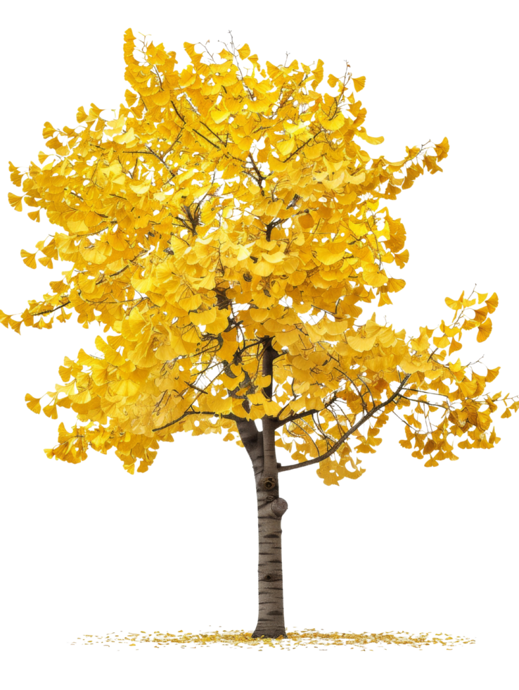 Golden Ginkgo Tree in Autumn png
