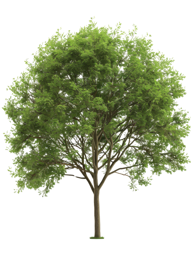 Green Tree with Lush Foliage Isolated png
