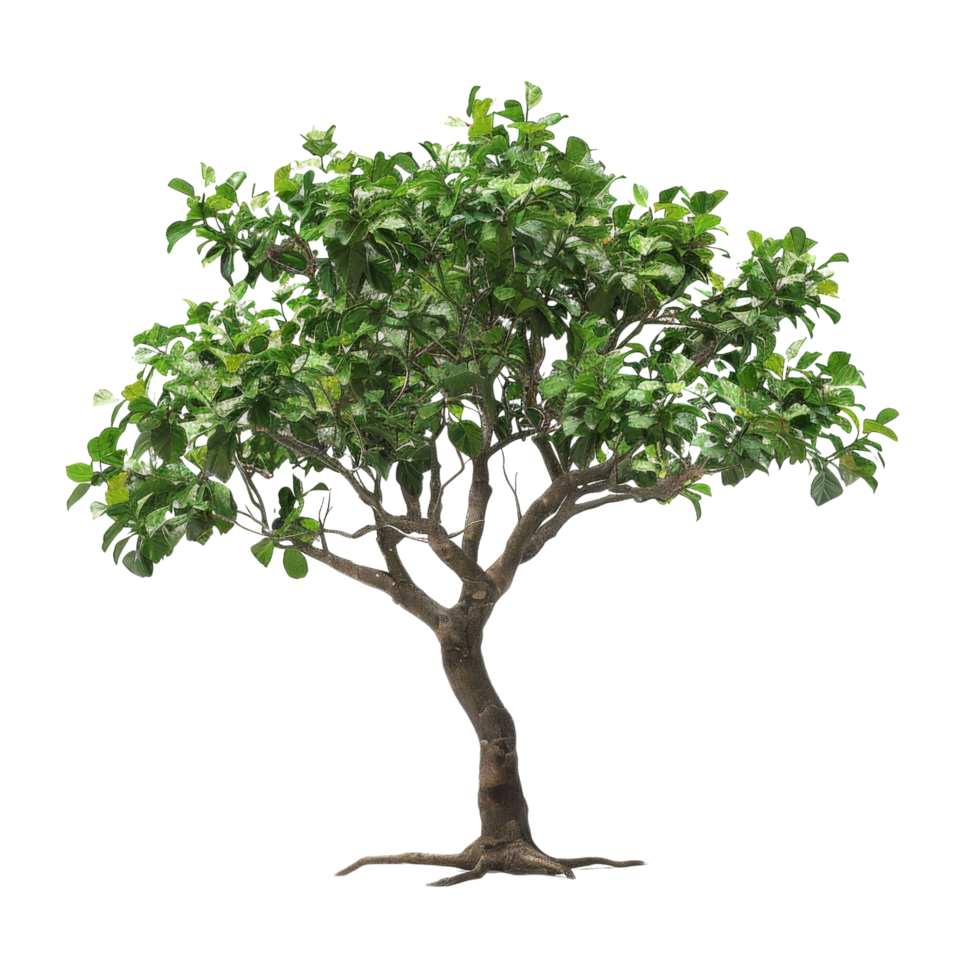 Green Tree with Intertwined Branches and Roots png