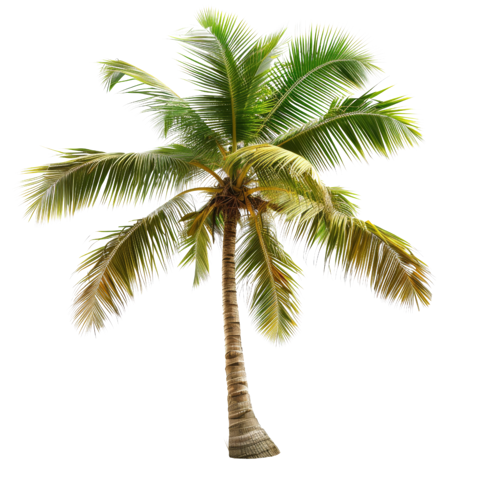 Isolated Palm Tree Isolated png