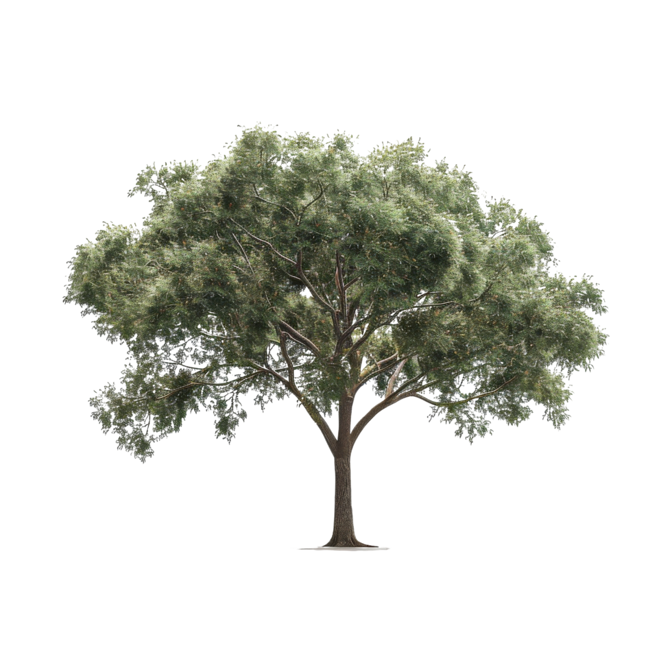 Green Tree Isolated png