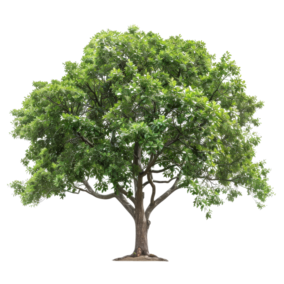 Isolated Green Tree with Lush Foliage png