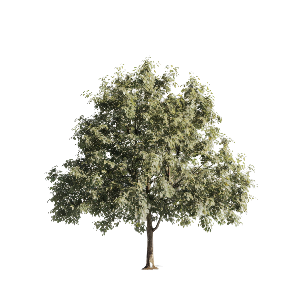 Linden Tree Isolated png