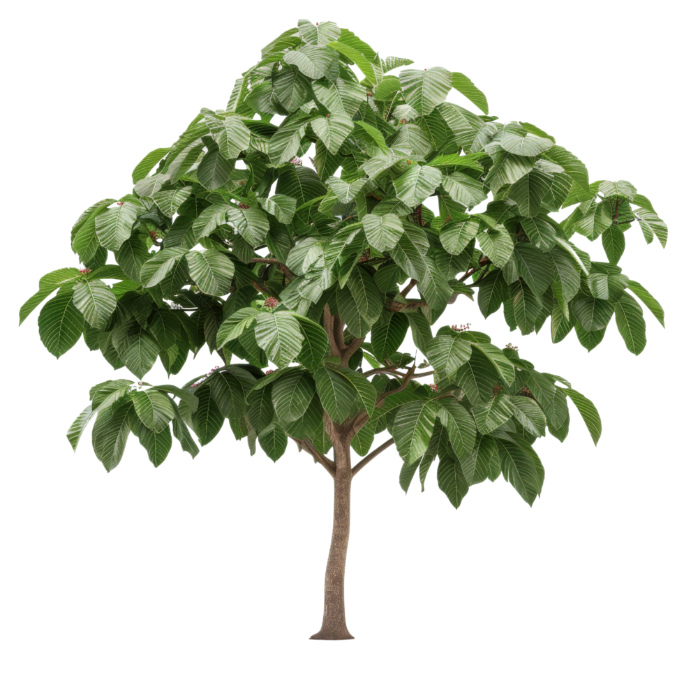 Green Tree with Lush Foliage Isolated png