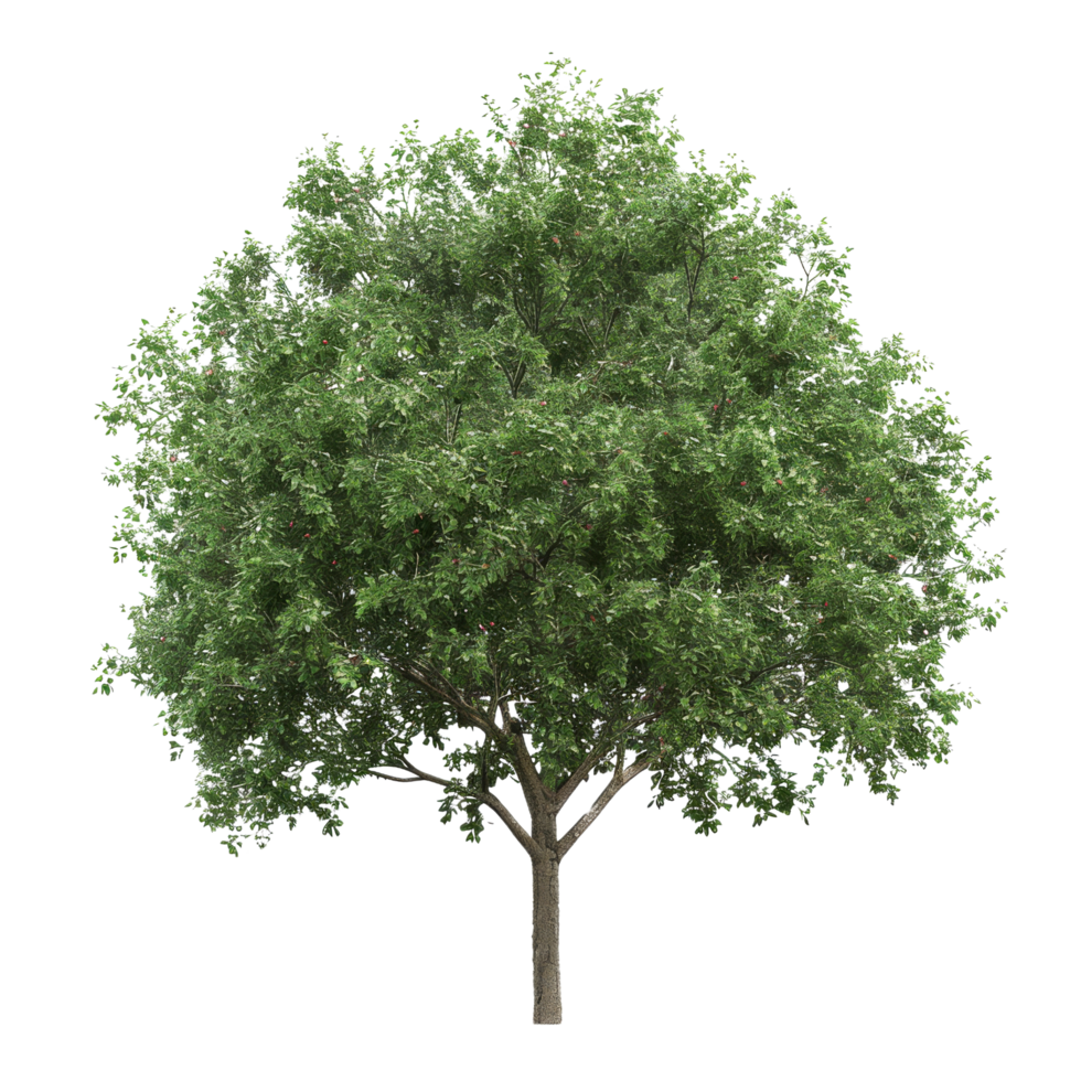 Green Tree with Red Berries png