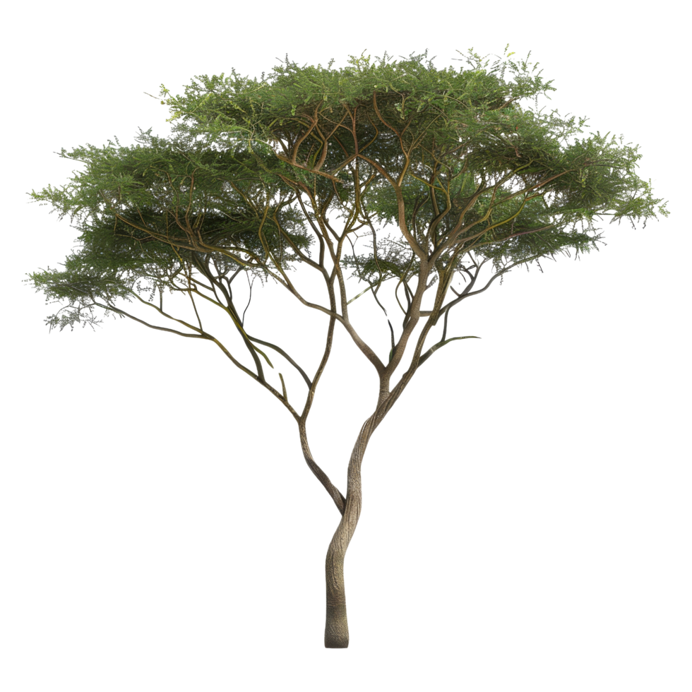 Isolated Acacia Tree with Green Leaves png