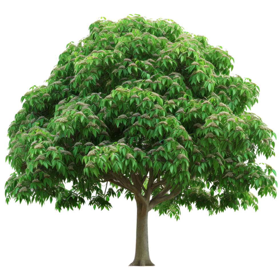 Green Tree with White Flowers Isolated png