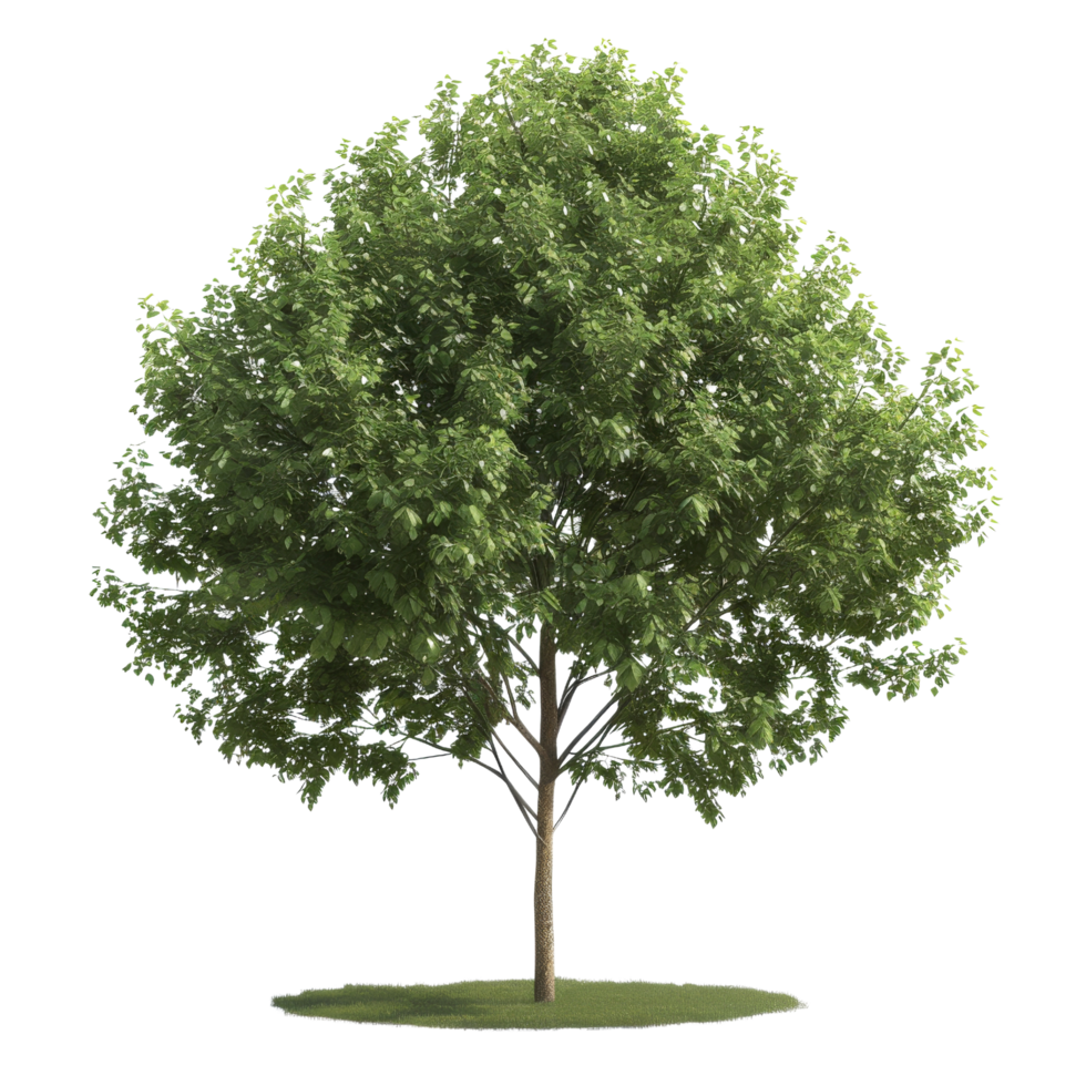 Green Tree with Lush Foliage Isolated png