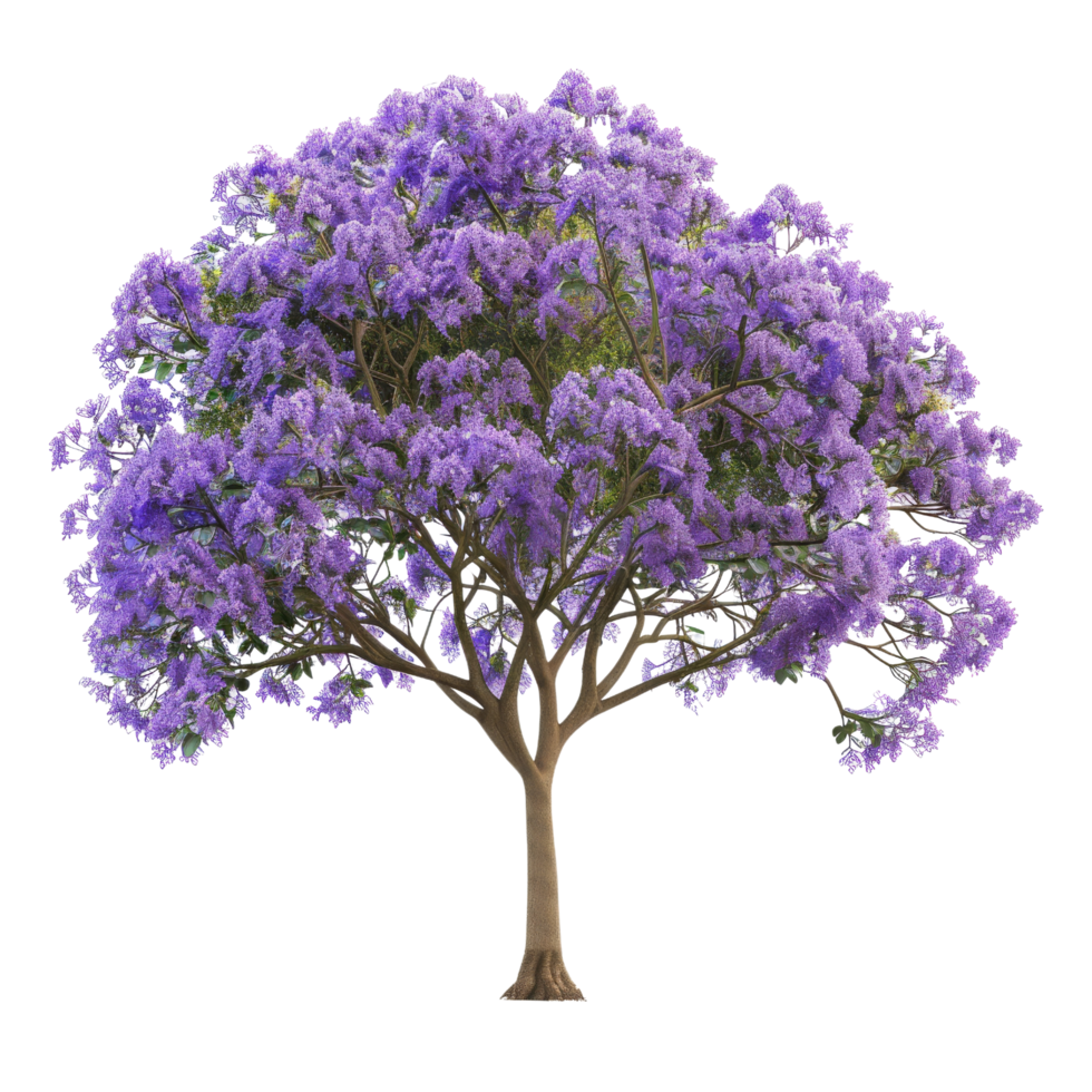Purple Jacaranda Tree in Bloom png