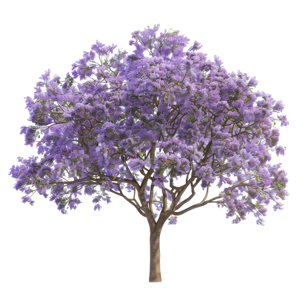 Purple Jacaranda Tree in Full Bloom png