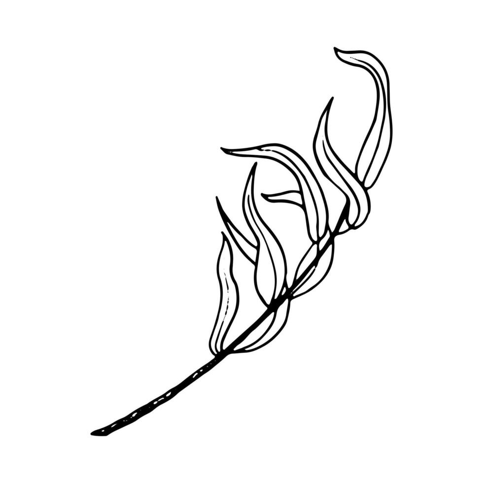 Black and white willow tree branch line illustration for Sukkot species celebration. Fresh foliage weeping botanical willow twig for floral designs. Elegant ink sketch vector