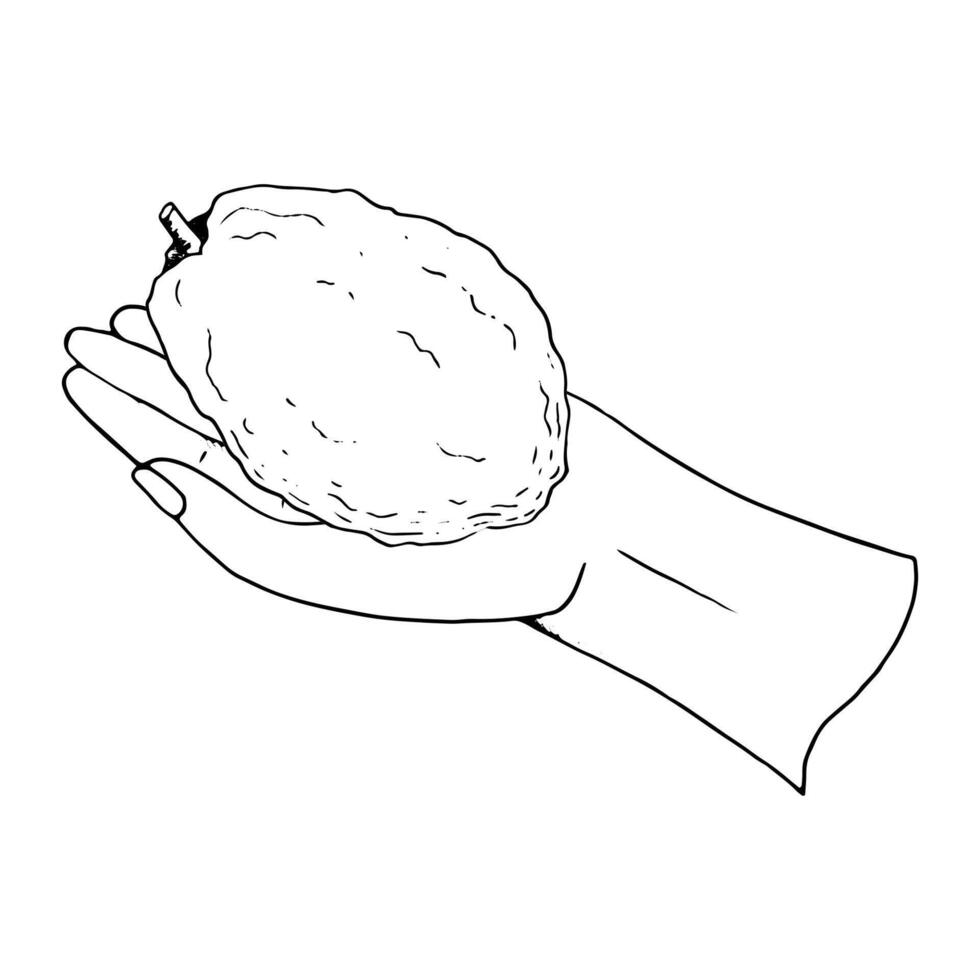 Line Sukkot etrog fruit taken in hand for selecting for Jewish holiday species ritual simple ink illustration. Citron citrus design sketch black and white element vector