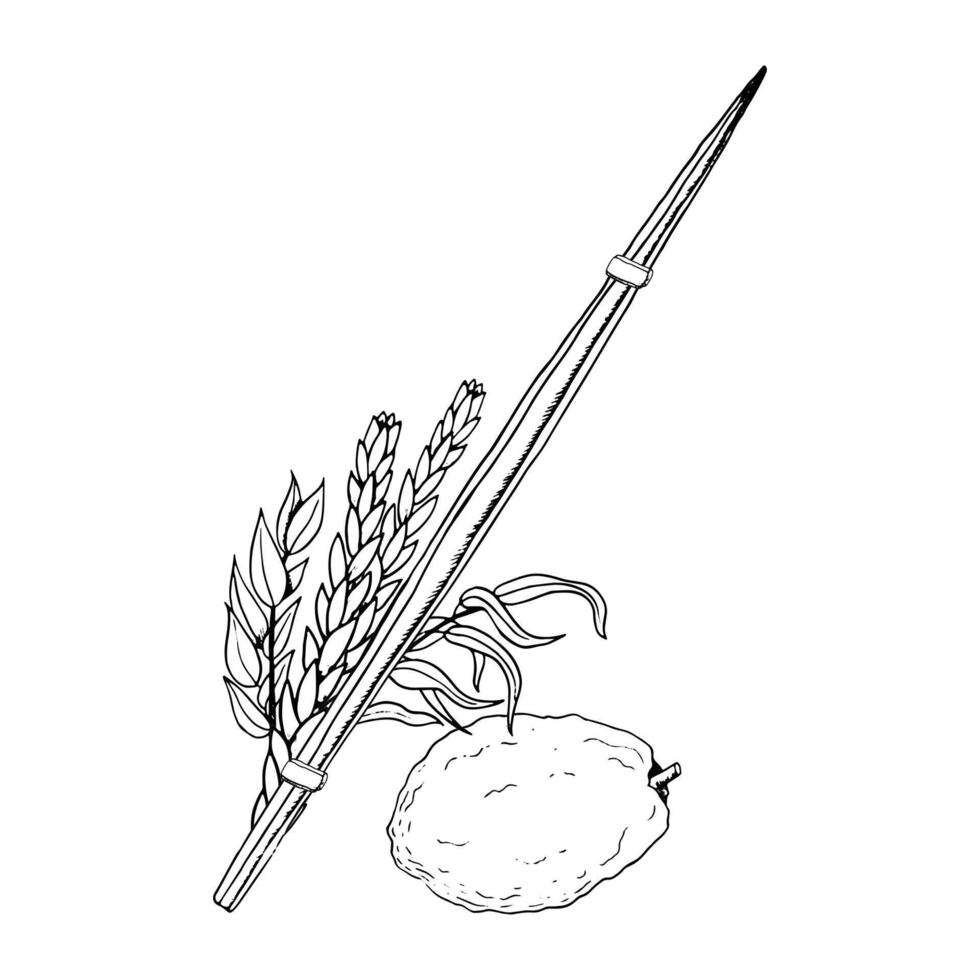 Sukkot traditional symbols line illustration for Netilat Lulav. Black and white four species etrog, hadass, aravah or willow and myrtle branches, citron, palm frond for Jewish holiday ritual vector