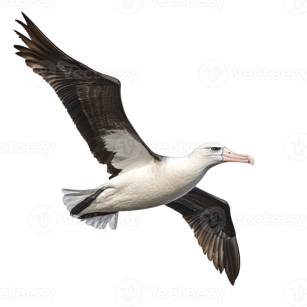 Black-browed Albatross in Flight png