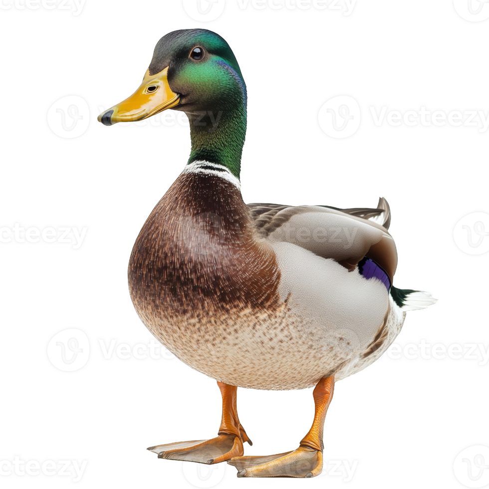 Close-Up Portrait of a Mallard Duck png
