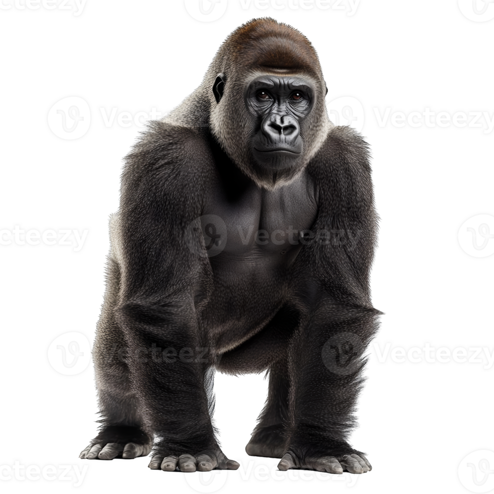 Portrait of a Powerful Gorilla png