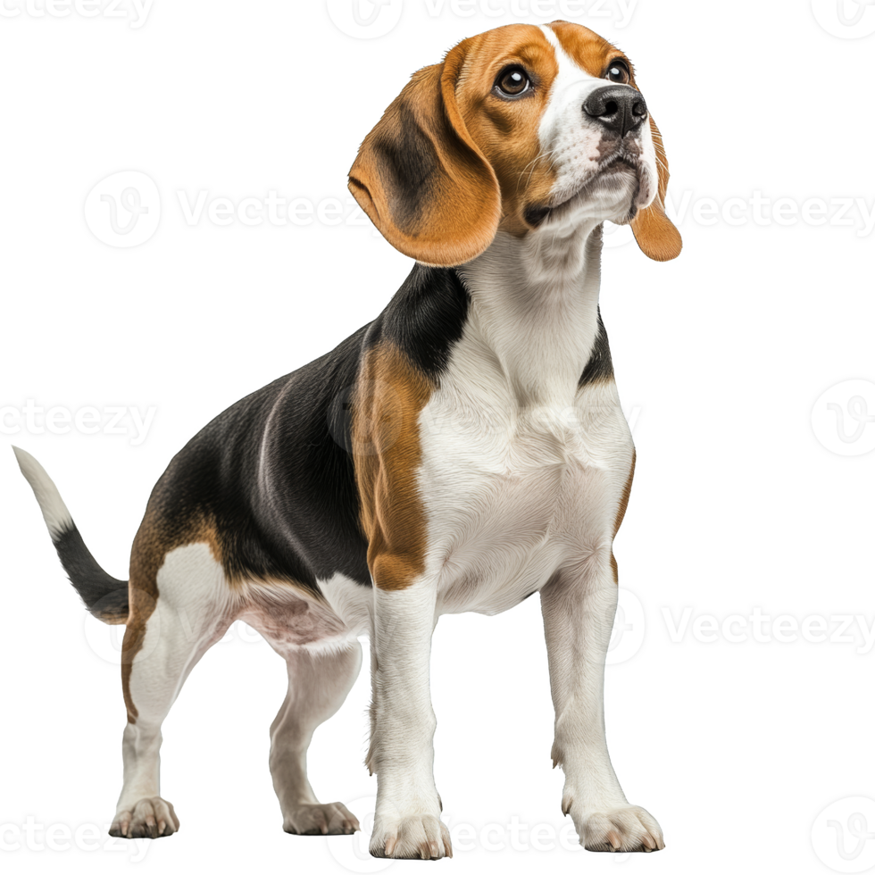 Portrait of a Beagle Dog Looking Up png