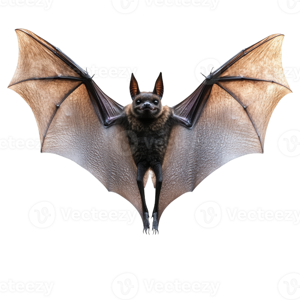 Flying Fruit Bat with Spread Wings png