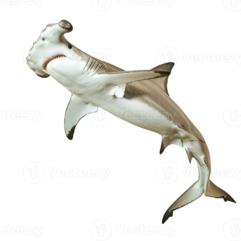 Hammerhead Shark in Mid-Air png