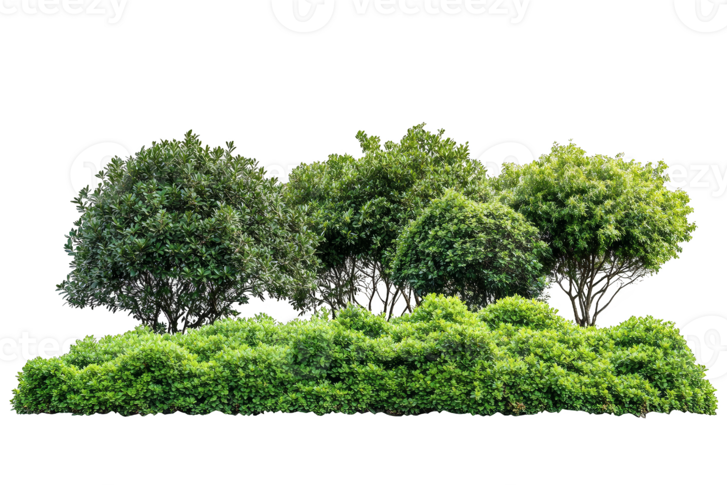 Green Lush Bushes and Trees in a Garden png