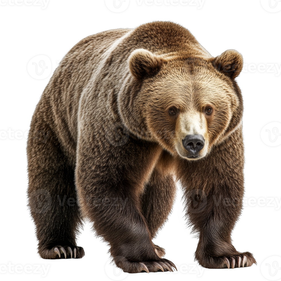 Close-up Portrait of a Majestic Brown Bear png