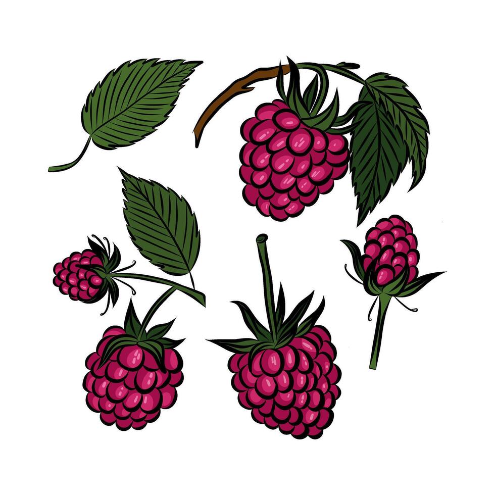 Raspberry, fresh garden red berry. Set of icons of ripe sweet berries. Natural organic summer products, vitamin nutrition. Flat graphic illustration on white background. vector