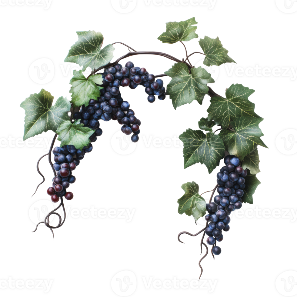 Grapevine arrangement with leaves and clusters png