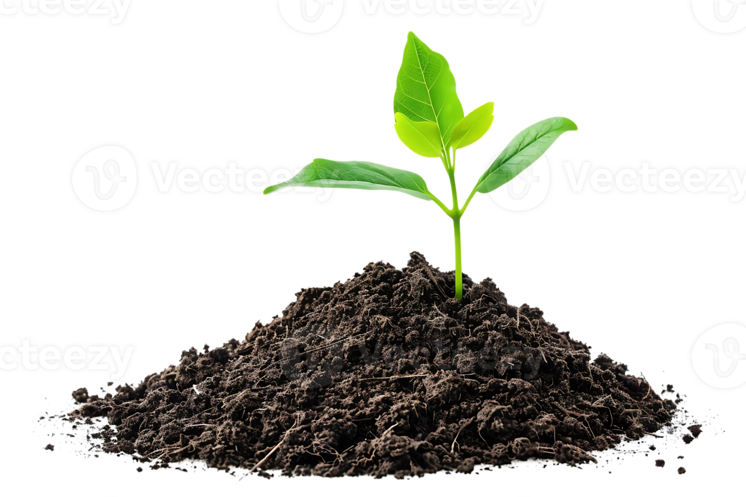 Realistic Photo of a Green Plant Sprouting from Soil png