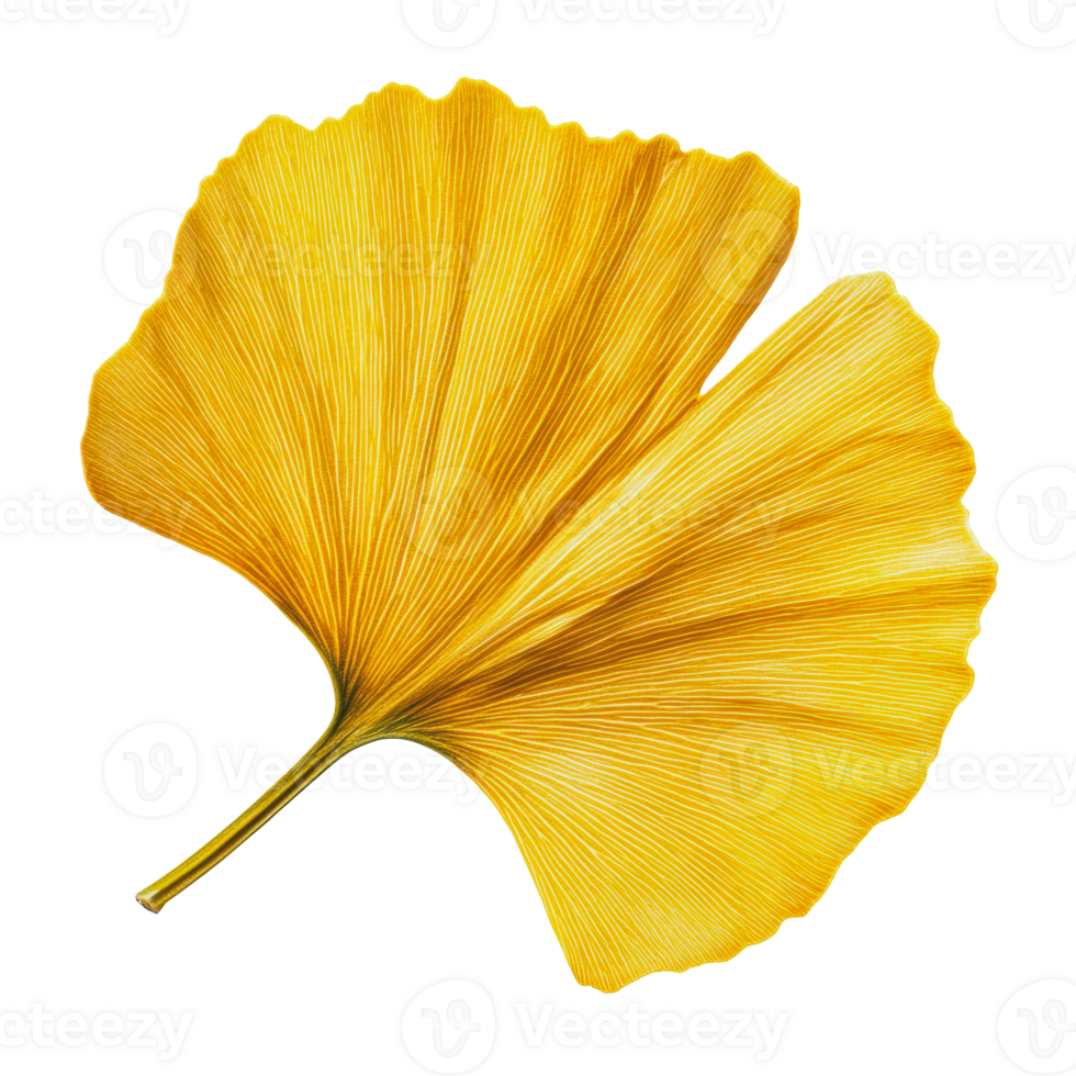 Yellow ginkgo leaf close-up in autumn png