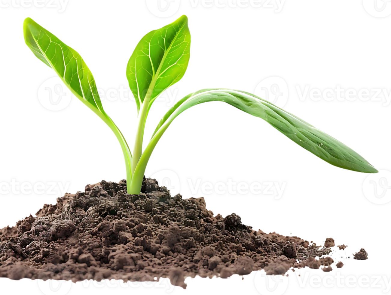 Green Plant Sprout Growing From Soil - Realistic Image png
