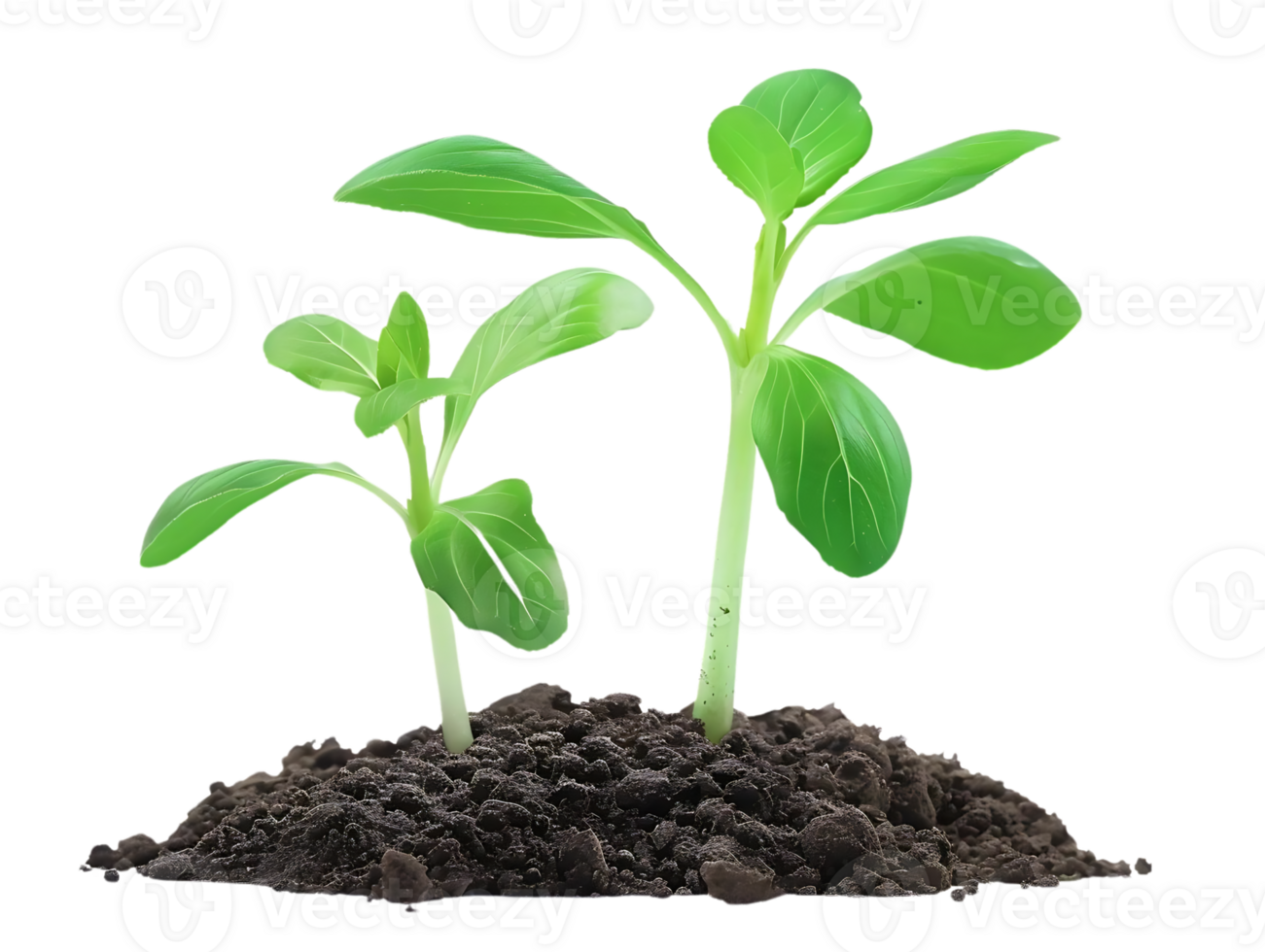 Two Green Seedlings Emerging from Dark Soil - Realistic Image png