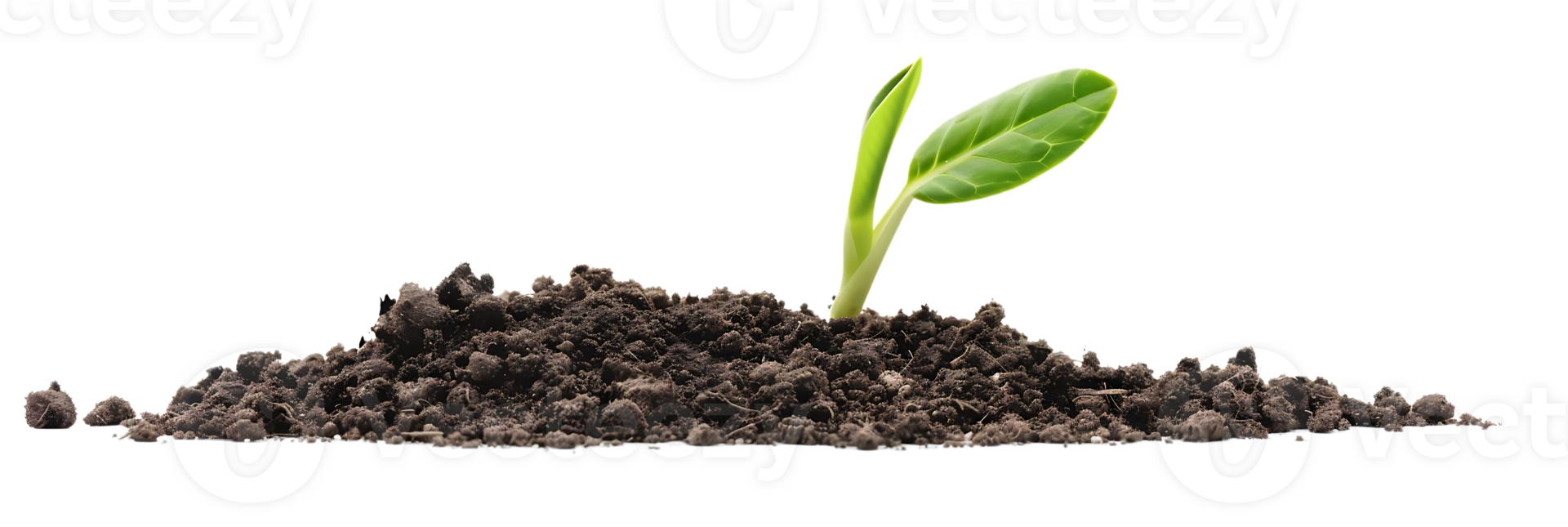 Green Sprout Emerging from Dark Soil - Realistic Image png