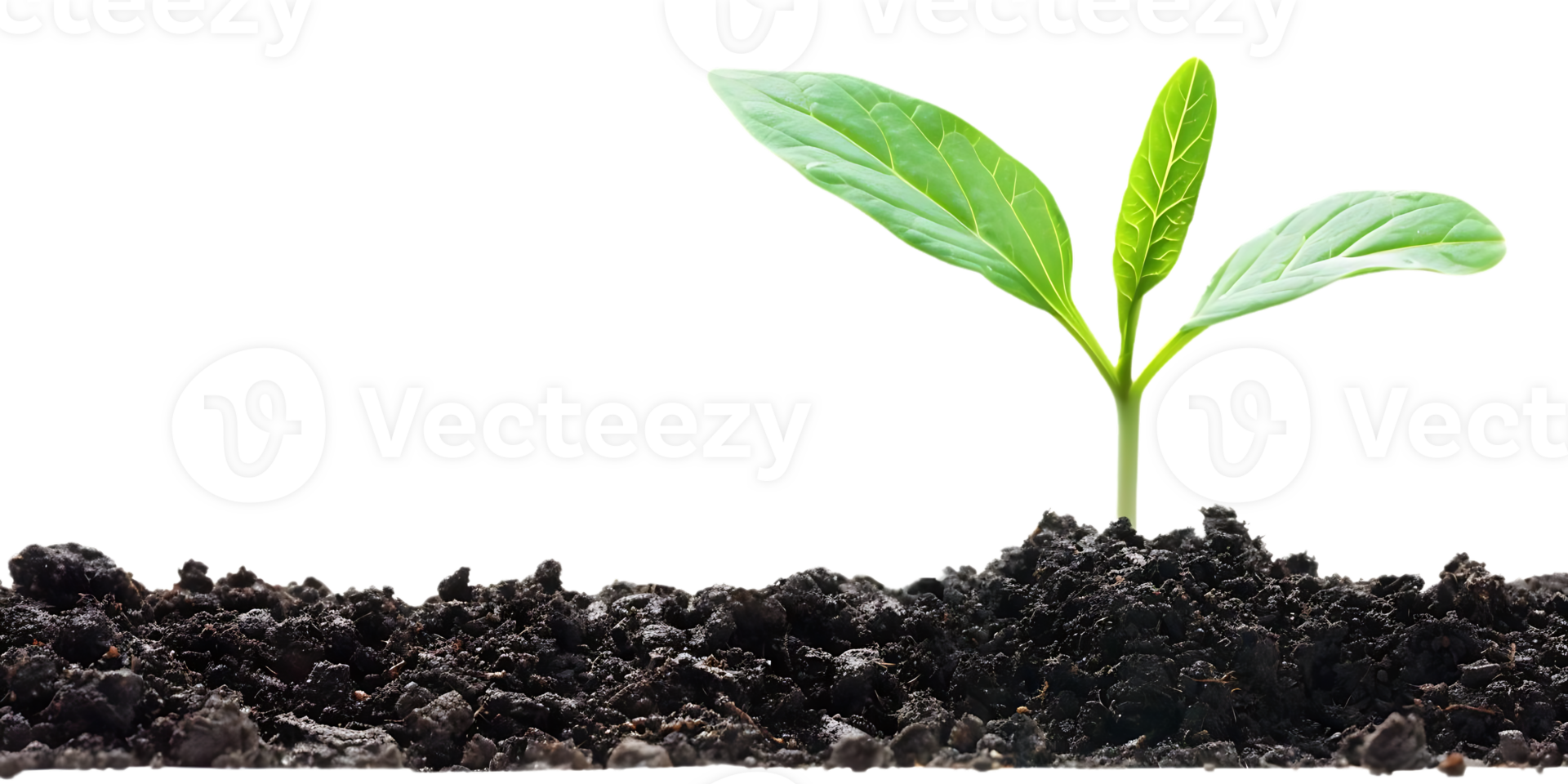 Photo of a Green Sprout Growing Out of Dark Soil png