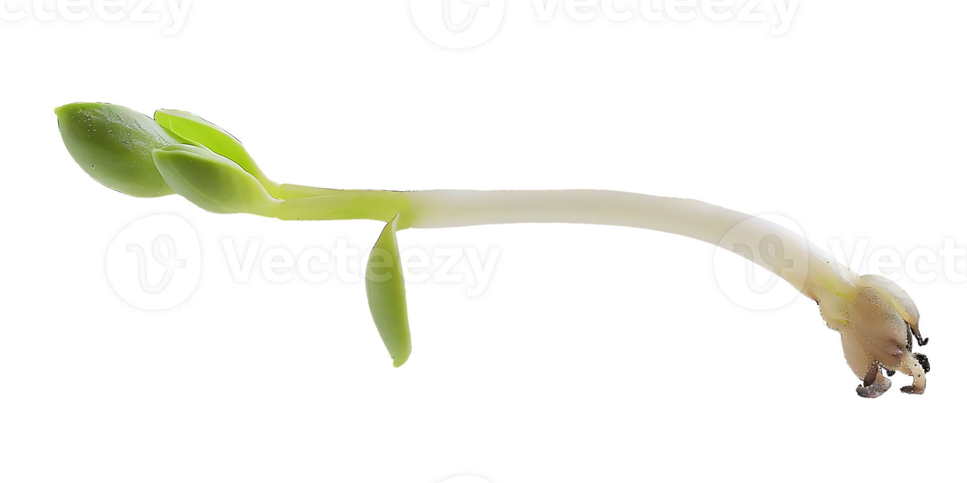 Green Sprout with Seedling on transparent background Photo png