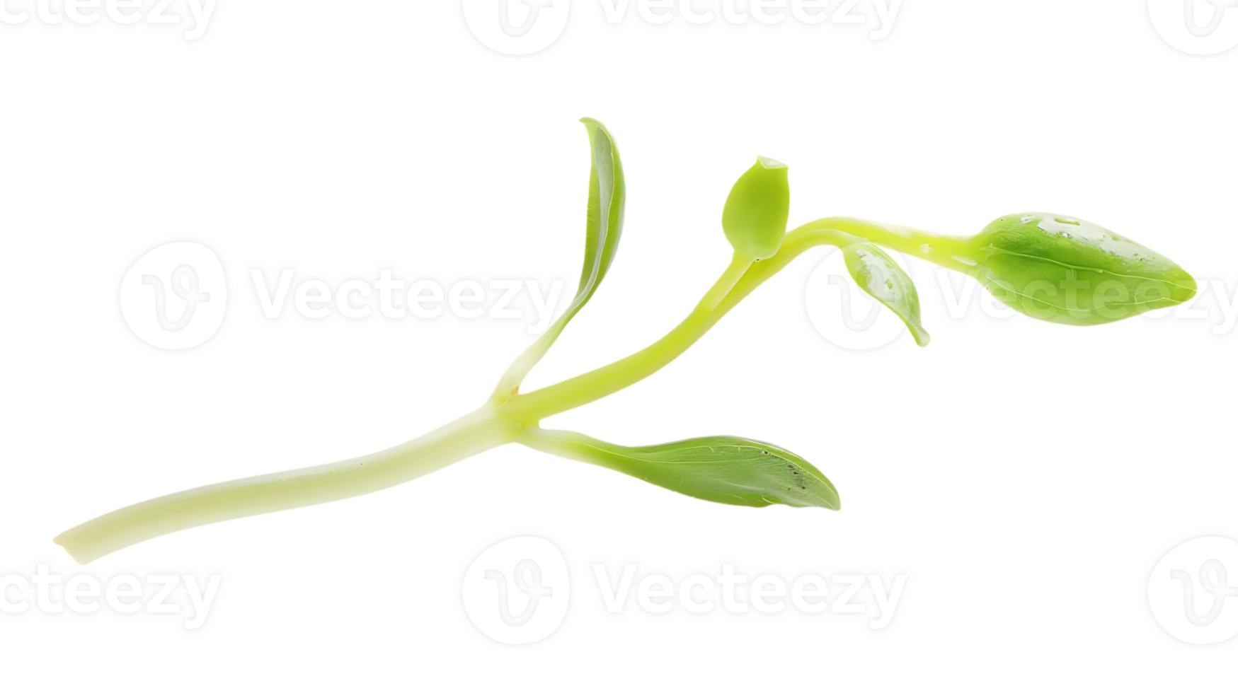 Green Sprout Illustration with transparent background png