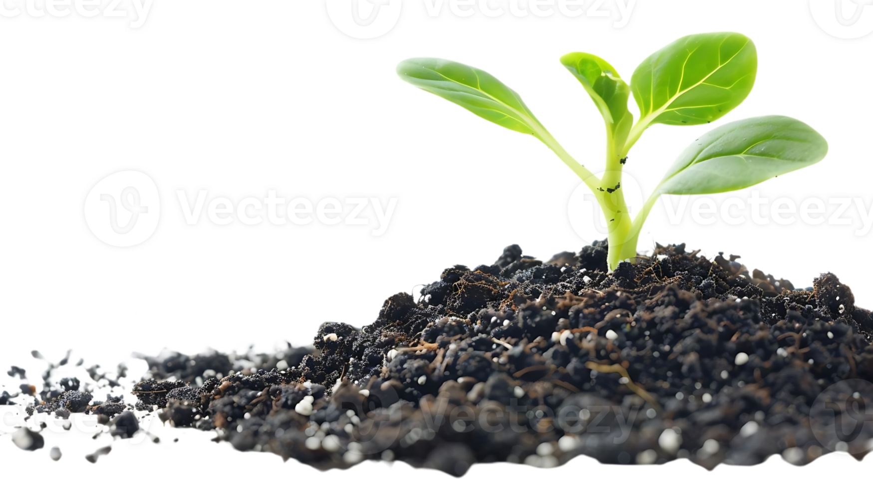 Green Plant Sprouting from Dark Soil - Realistic Photo png