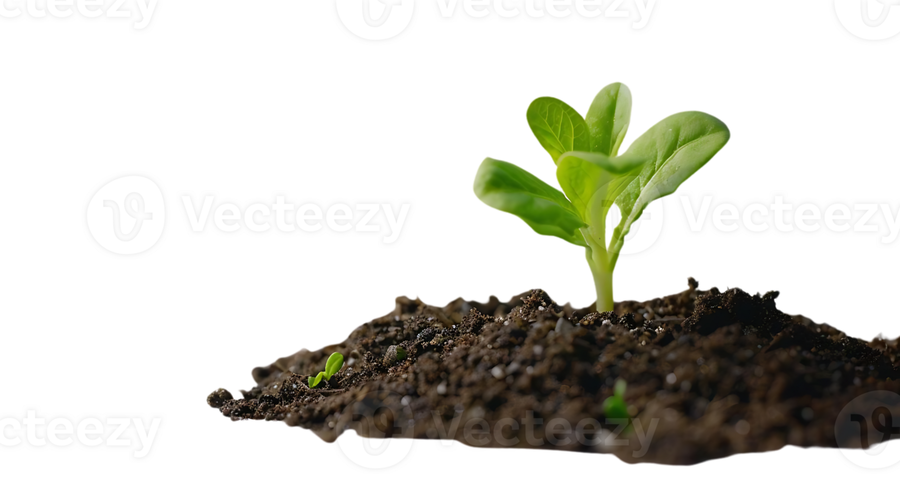 Small Green Plant Sprouting from the Soil Photo png