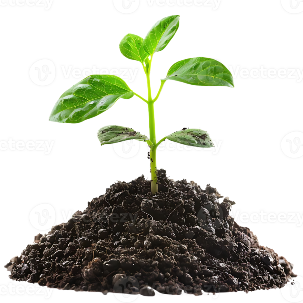 Green Plant Sprout Growing from Soil - Photo png