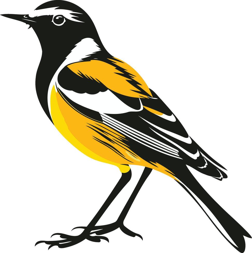 Yellow Rumped Warbler Illustration vector