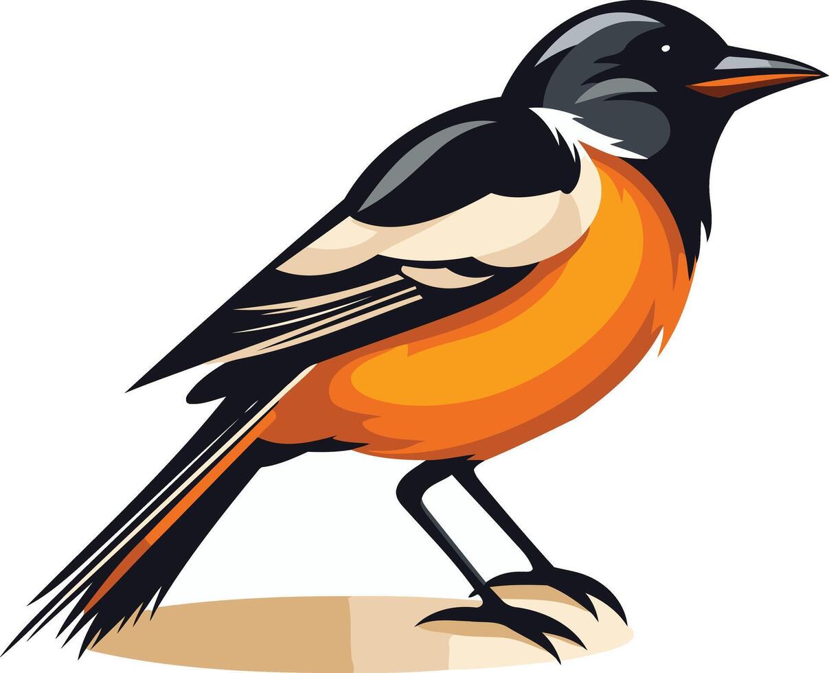 Illustration of a Black Headed Bird with Orange Breasts vector